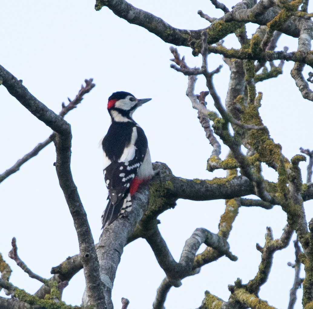 Great Spotted Woodpecker - ML520639021