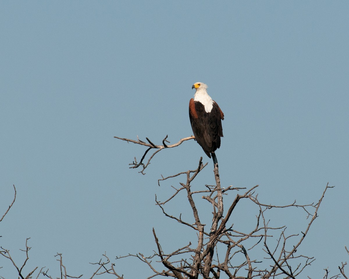 African Fish-Eagle - ML520642741