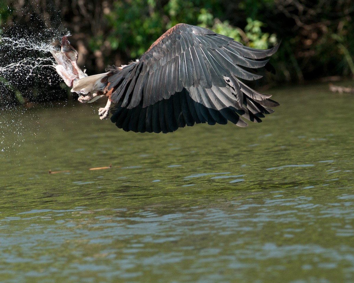 African Fish-Eagle - ML520642751