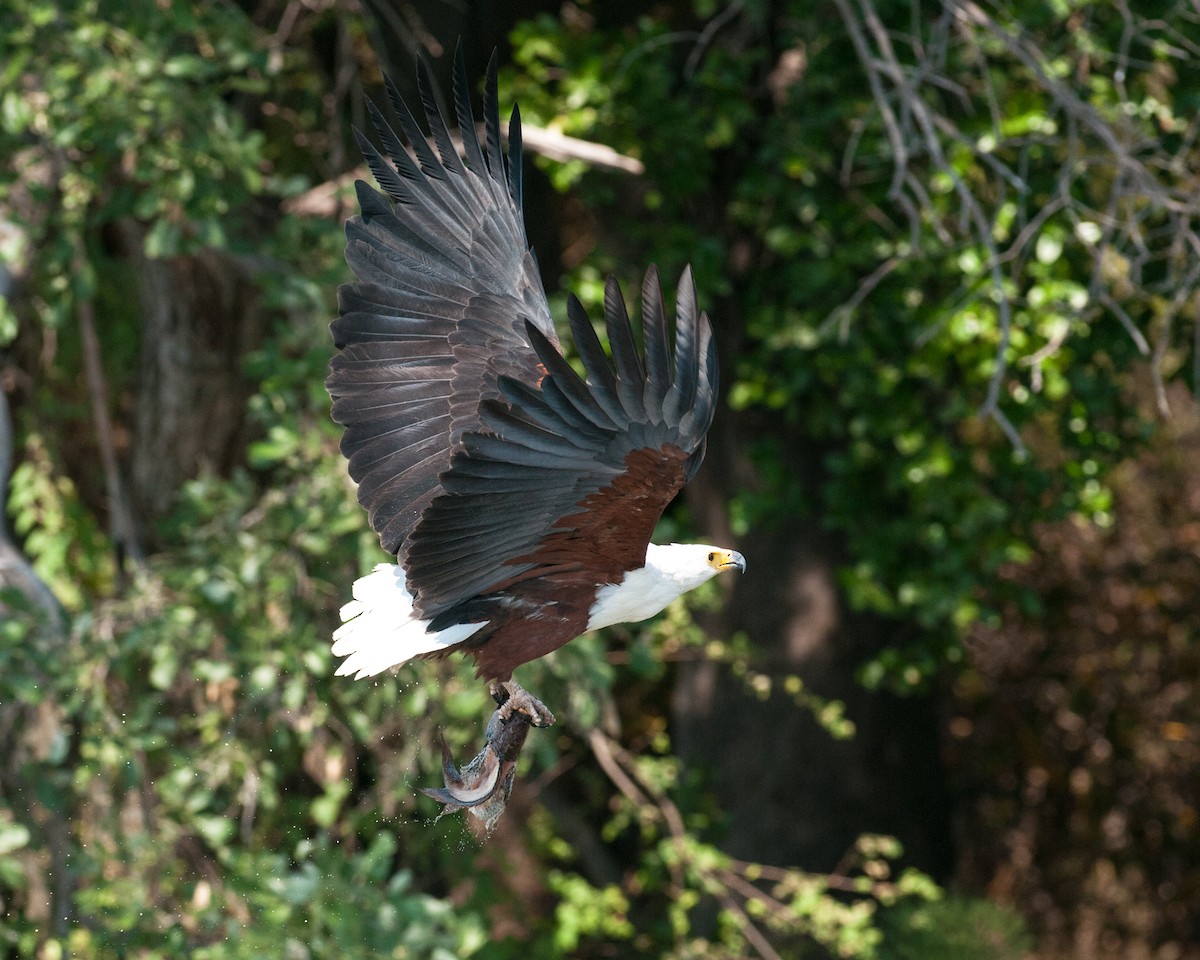 African Fish-Eagle - ML520642771