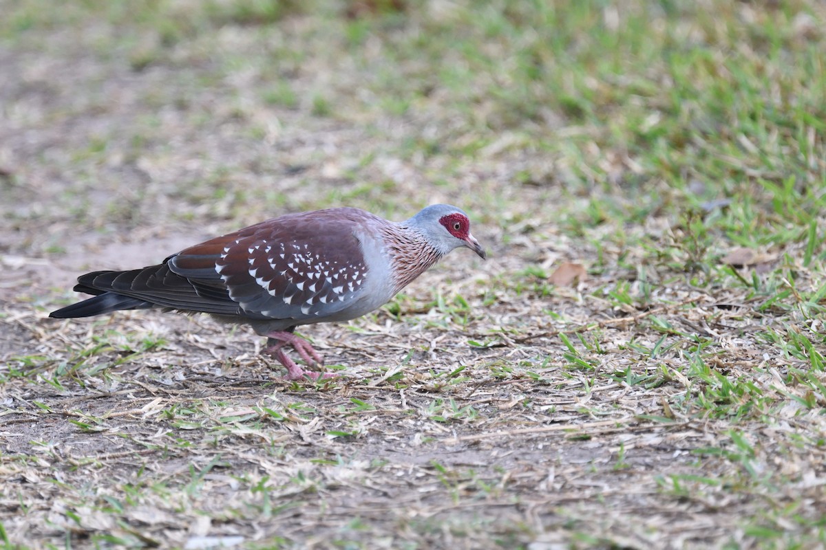 Speckled Pigeon - ML520648971