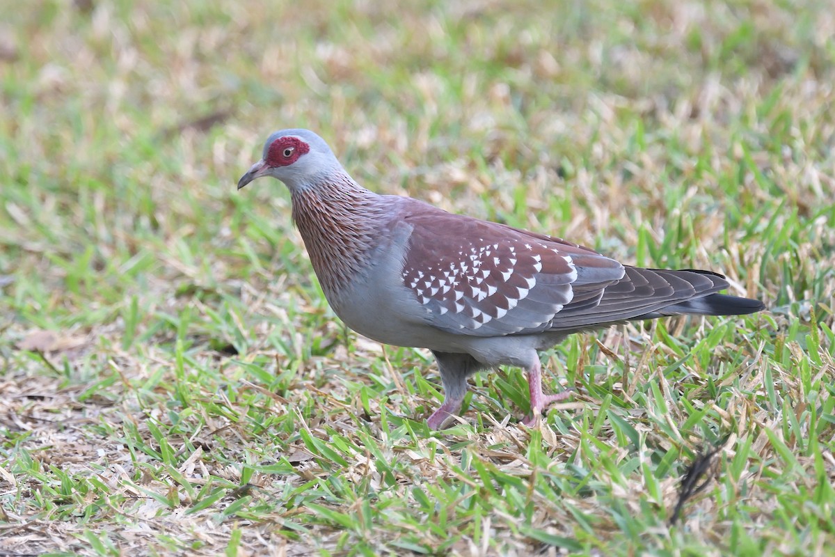 Speckled Pigeon - ML520648981