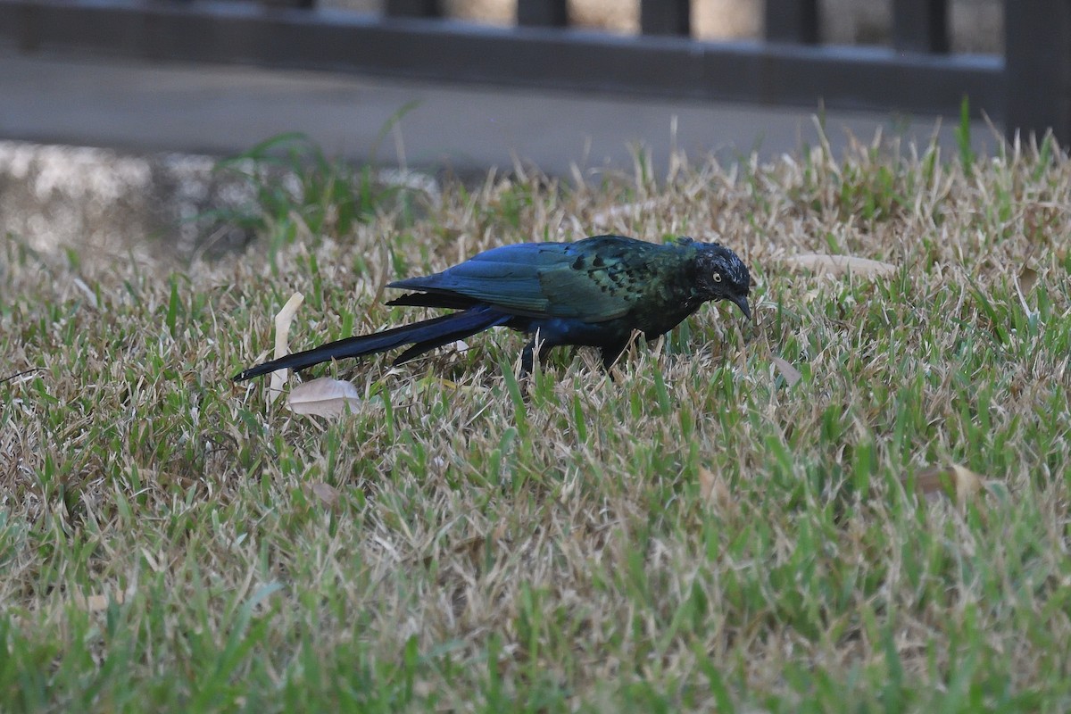 Long-tailed Glossy Starling - ML520649801