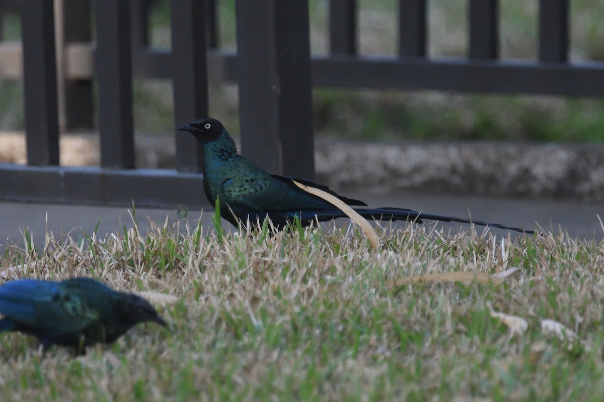 Long-tailed Glossy Starling - ML520649981