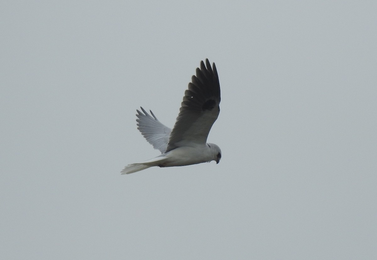 White-tailed Kite - ML520651331