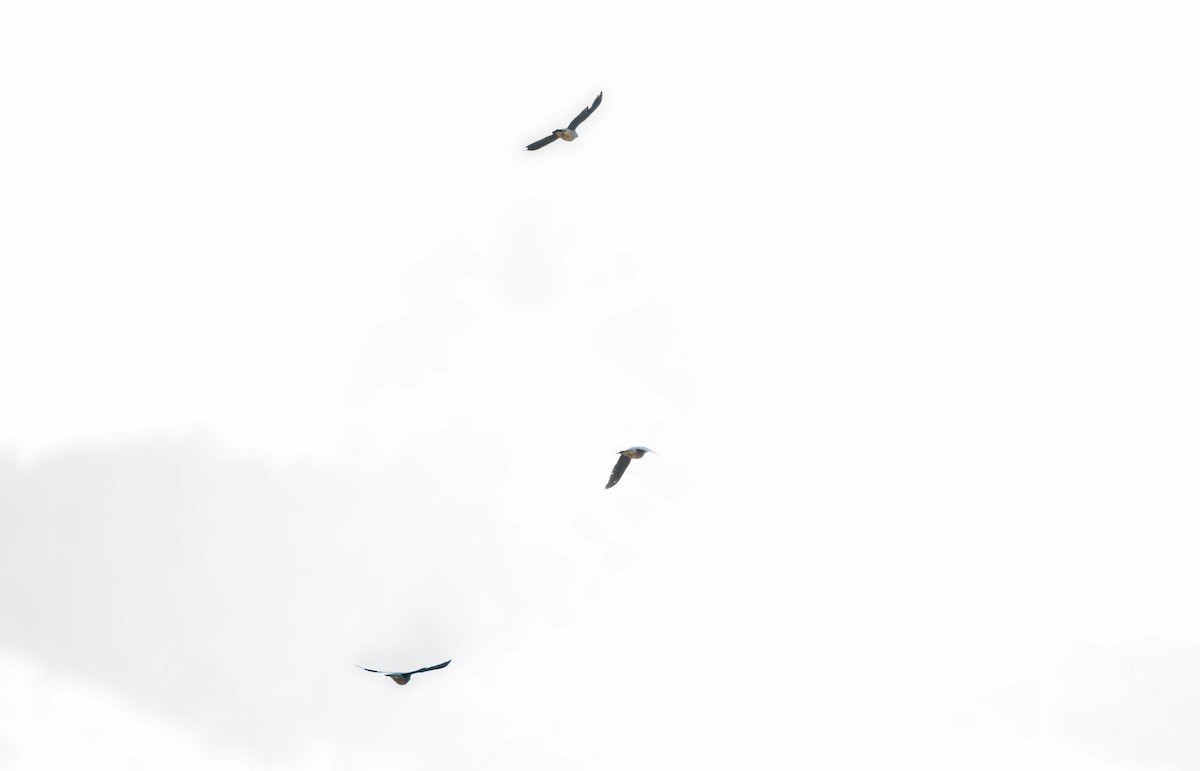 Ashy Wood-Pigeon - ML520653181