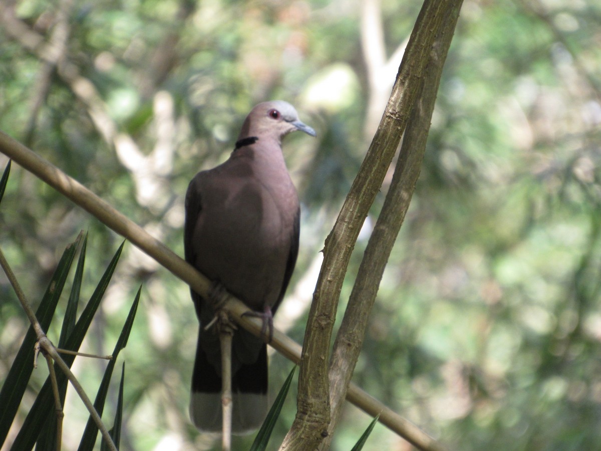 Red-eyed Dove - ML520655081