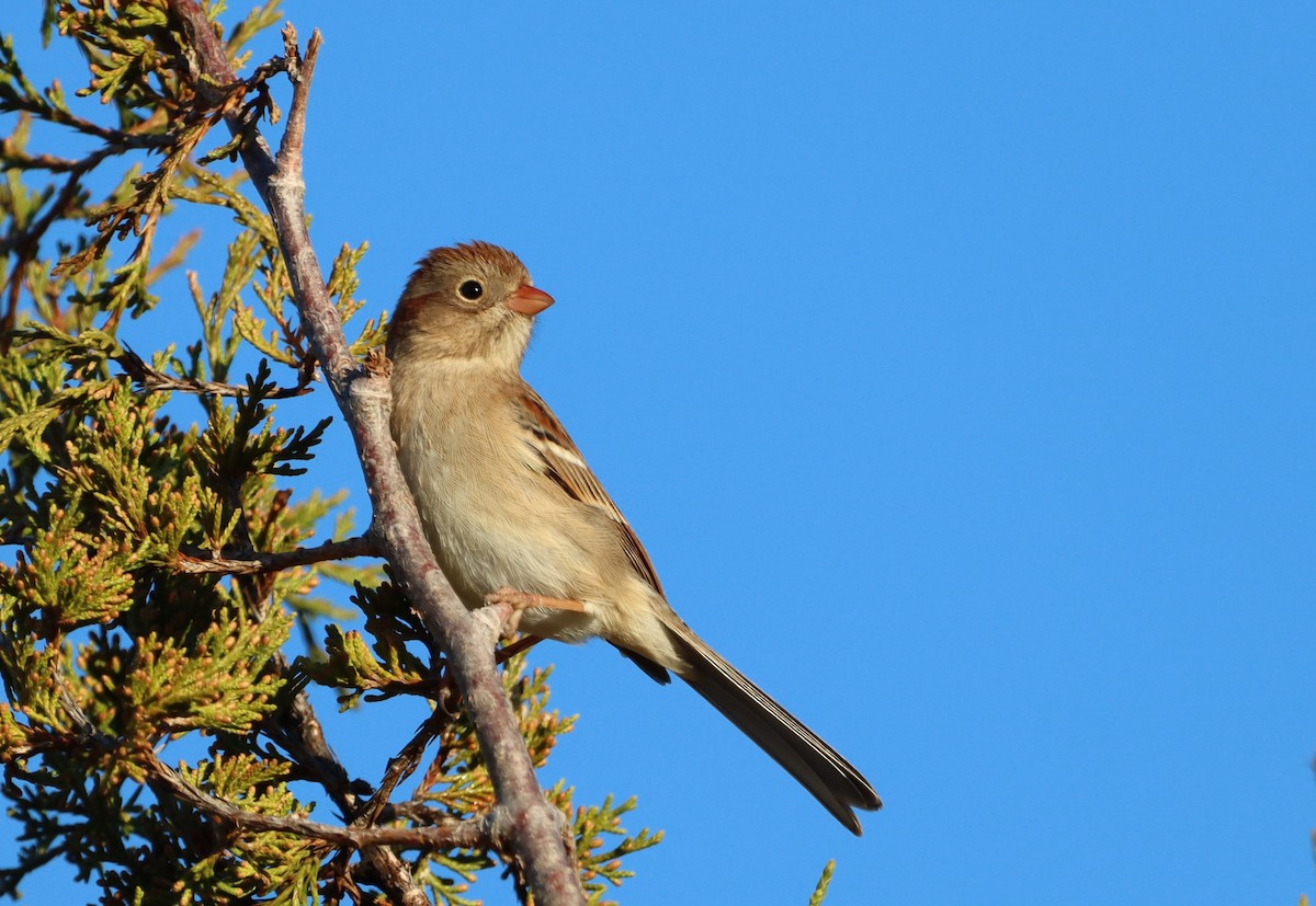 Field Sparrow - ML520655121