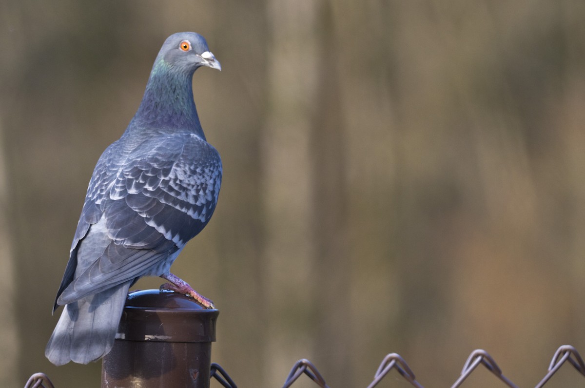 Rock Pigeon (Feral Pigeon) - Brent Angelo