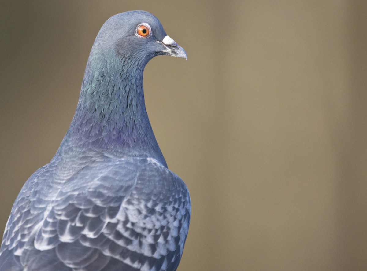 Rock Pigeon (Feral Pigeon) - Brent Angelo