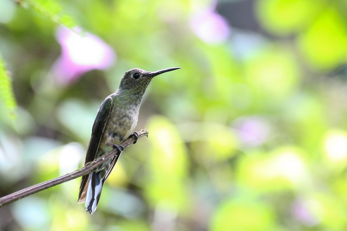 Scaly-breasted Hummingbird - Carlos Funes