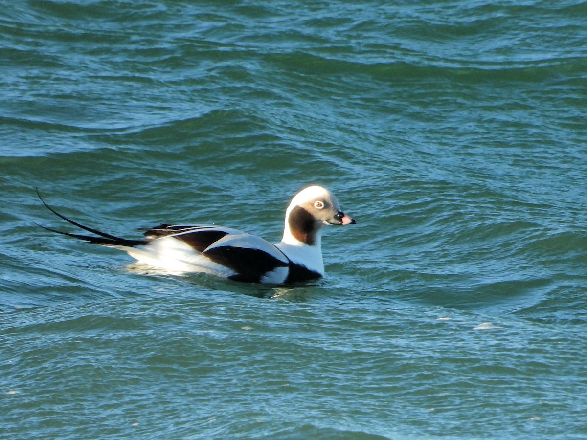 Long-tailed Duck - ML520664511