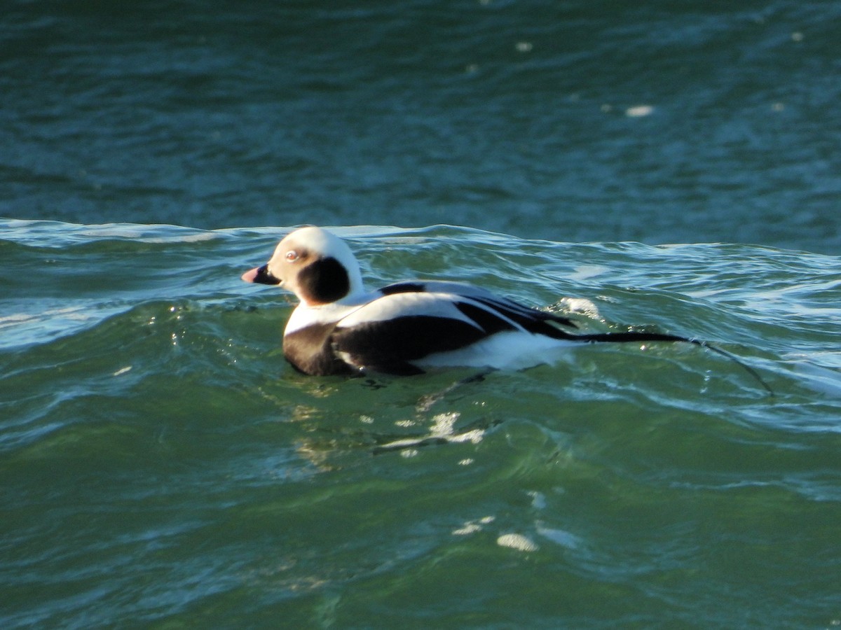 Long-tailed Duck - ML520664551