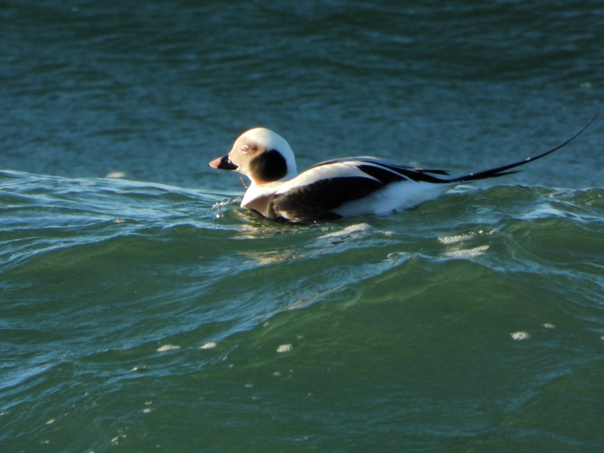 Long-tailed Duck - ML520664571