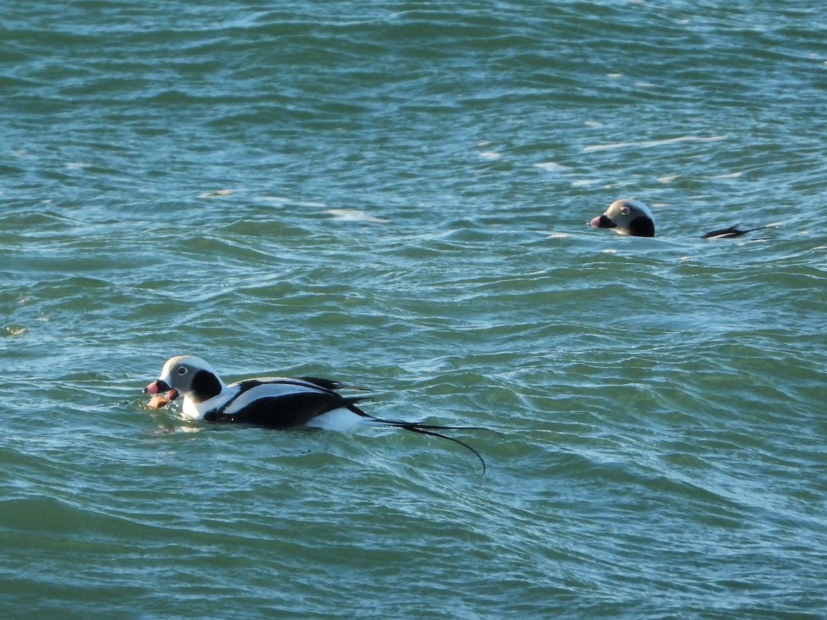 Long-tailed Duck - ML520664621