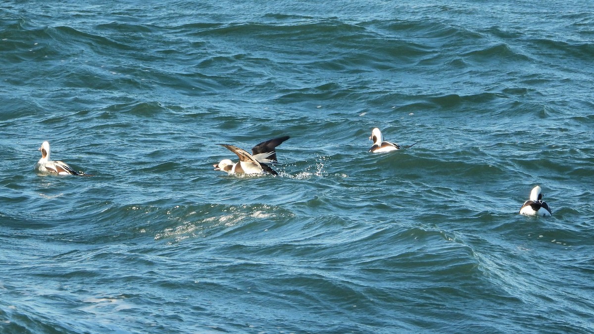Long-tailed Duck - ML520664901
