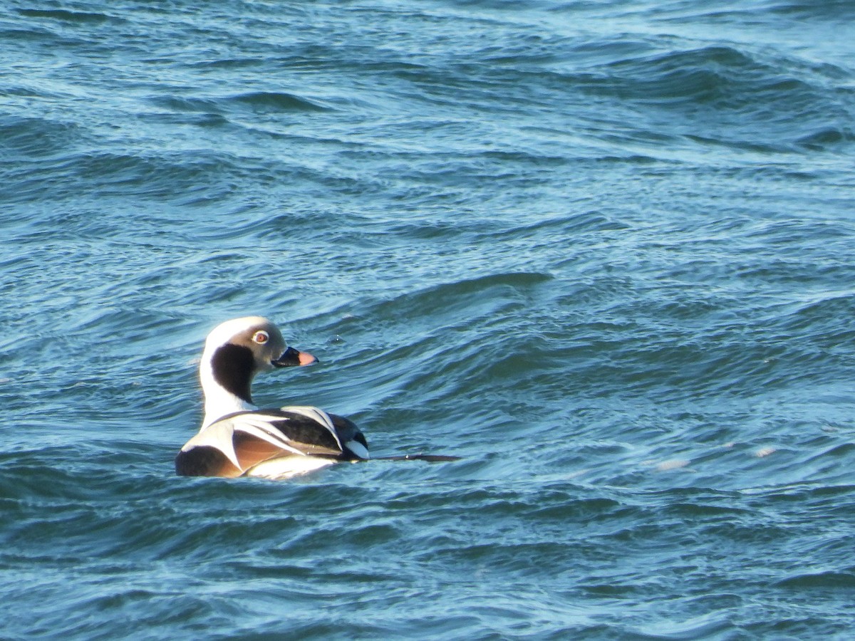 Long-tailed Duck - ML520665131