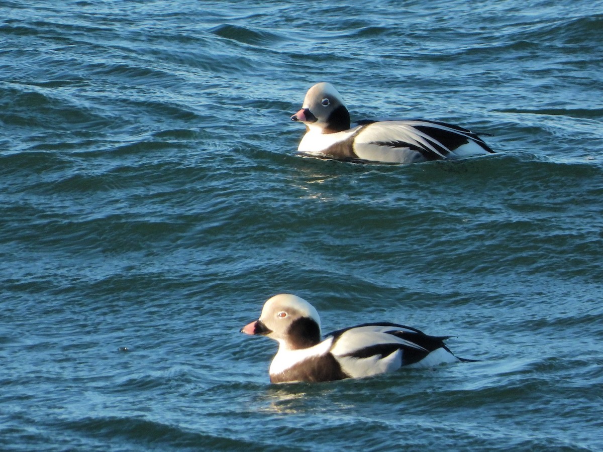 Long-tailed Duck - ML520665171