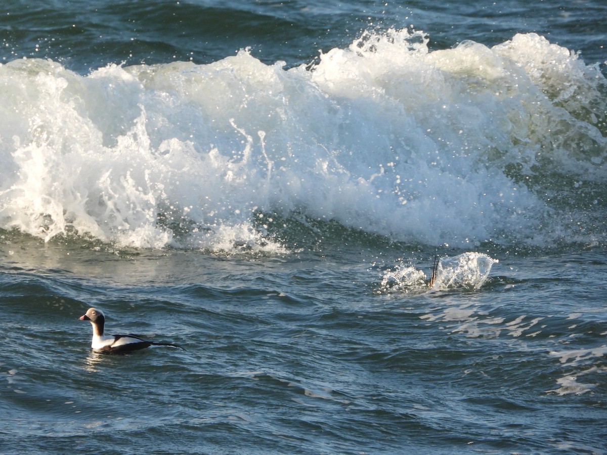 Long-tailed Duck - ML520666051