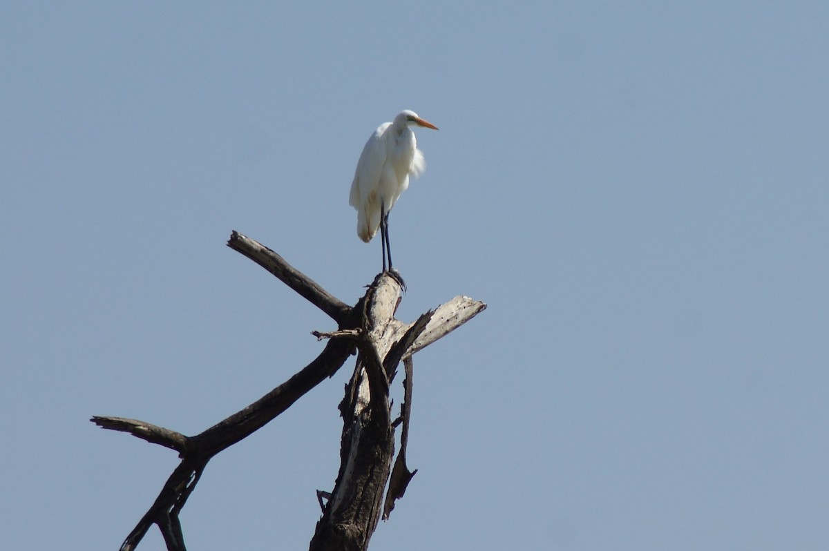 Yellow-billed Egret - Anonymous