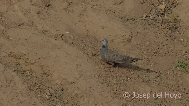 Adamawa Turtle-Dove - ML520669381
