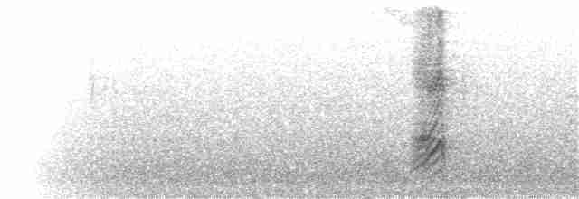 Желтоклювая сорока - ML52067201