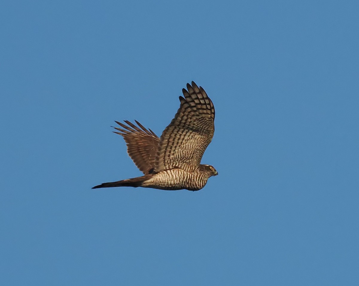 Eurasian Sparrowhawk - ML520683681