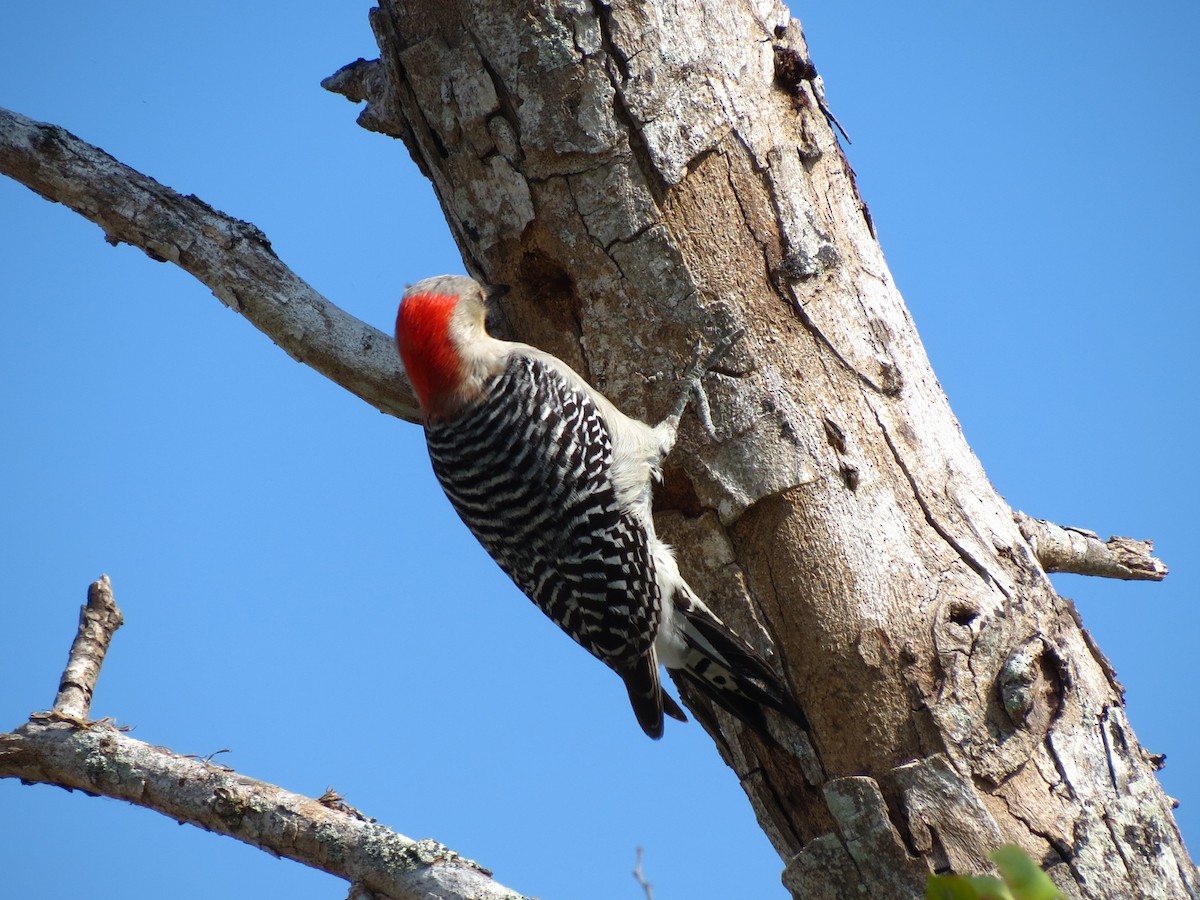 Red-bellied Woodpecker - ML52068581