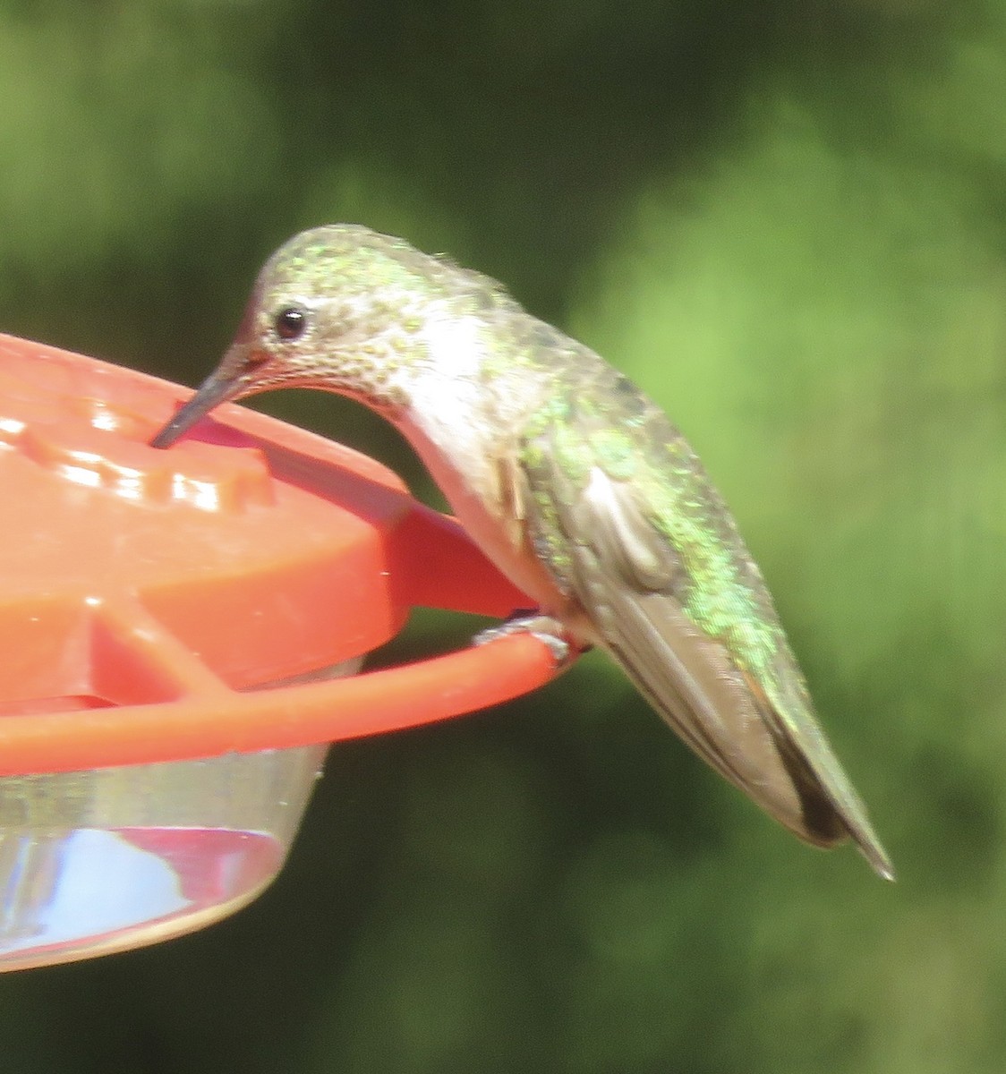 Broad-tailed Hummingbird - ML520696671