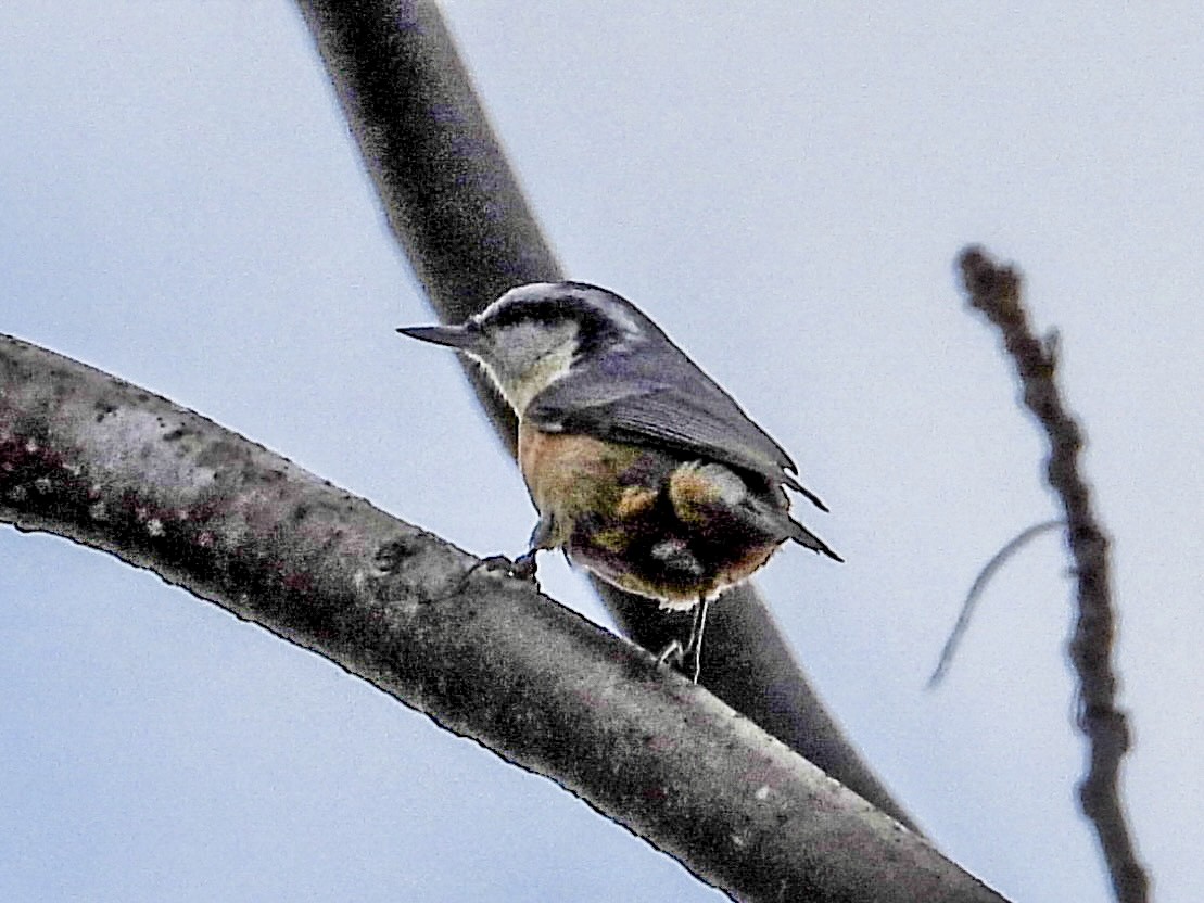 Red-breasted Nuthatch - ML520697841