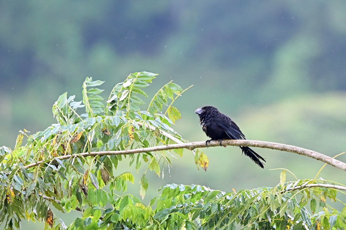 Smooth-billed Ani - Marie O'Neill
