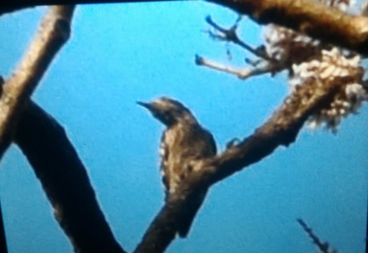 Brown-capped Pygmy Woodpecker - Lakshmikant Neve