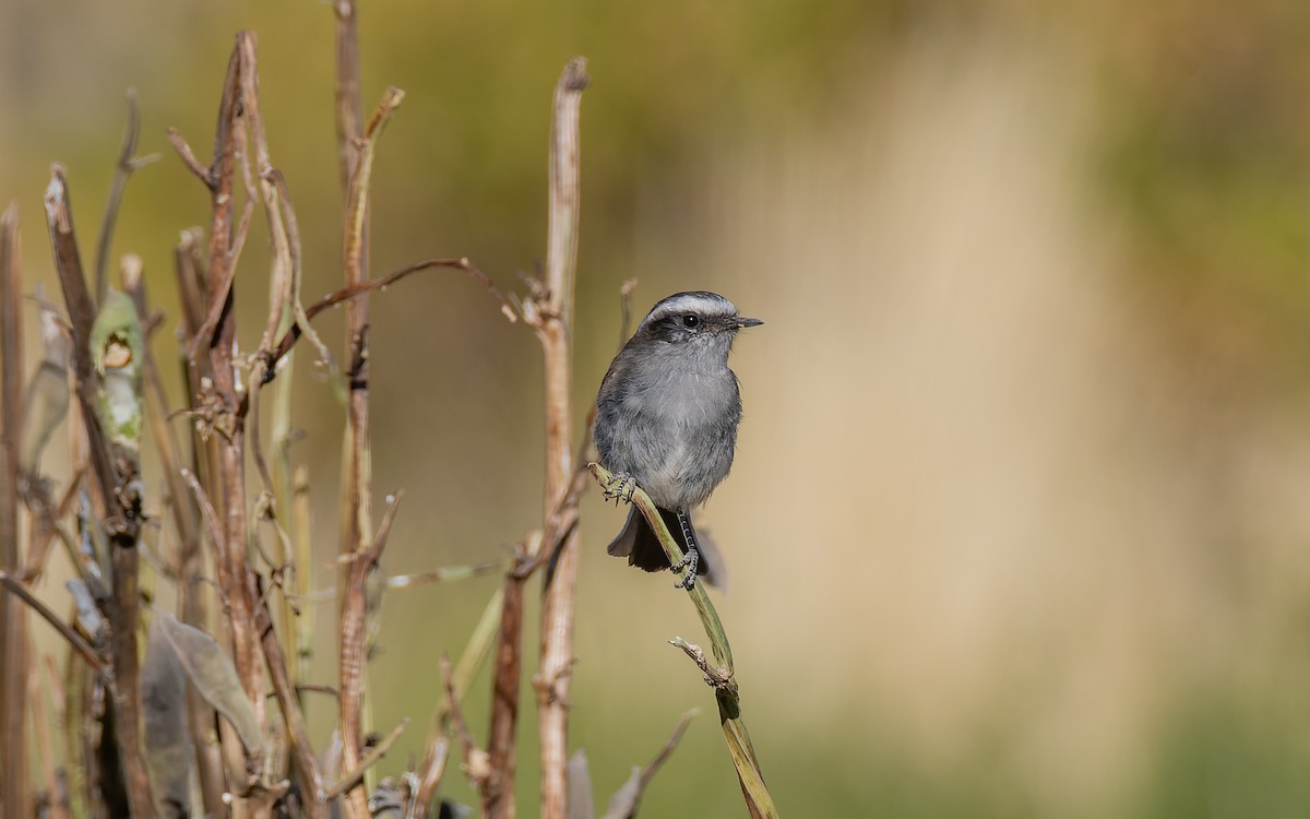 White-browed Chat-Tyrant - ML520702611