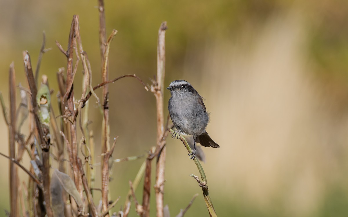 White-browed Chat-Tyrant - ML520702711