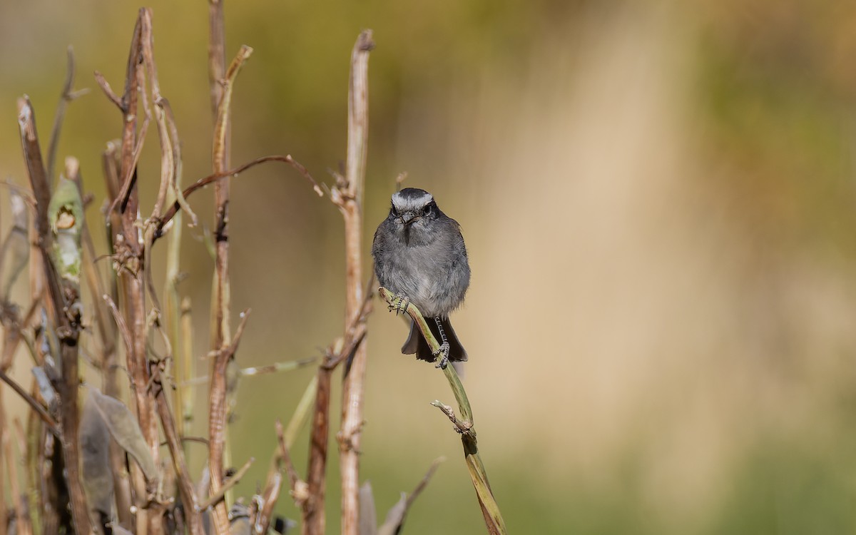 White-browed Chat-Tyrant - ML520702821