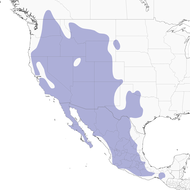 Distribution of the&nbsp;Canyon Wren - Canyon Wren - 