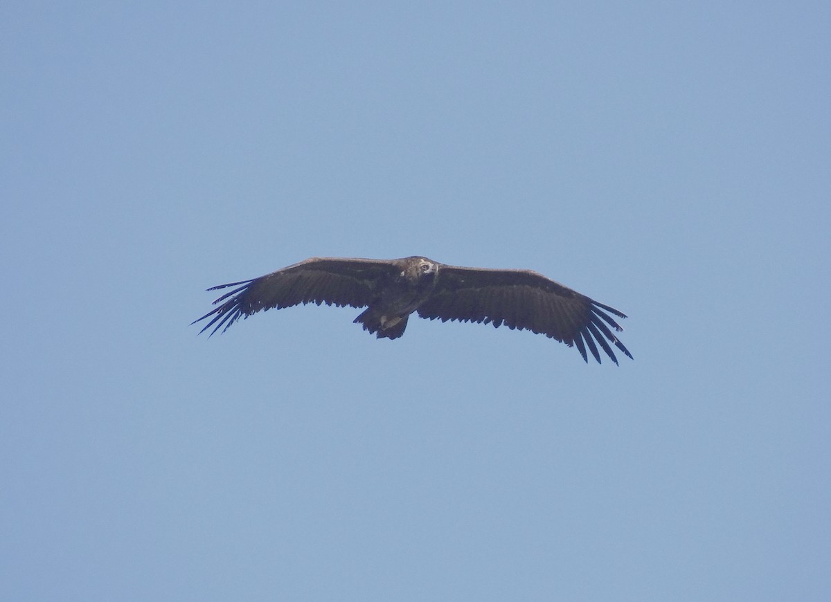 Cinereous Vulture - ML520707611