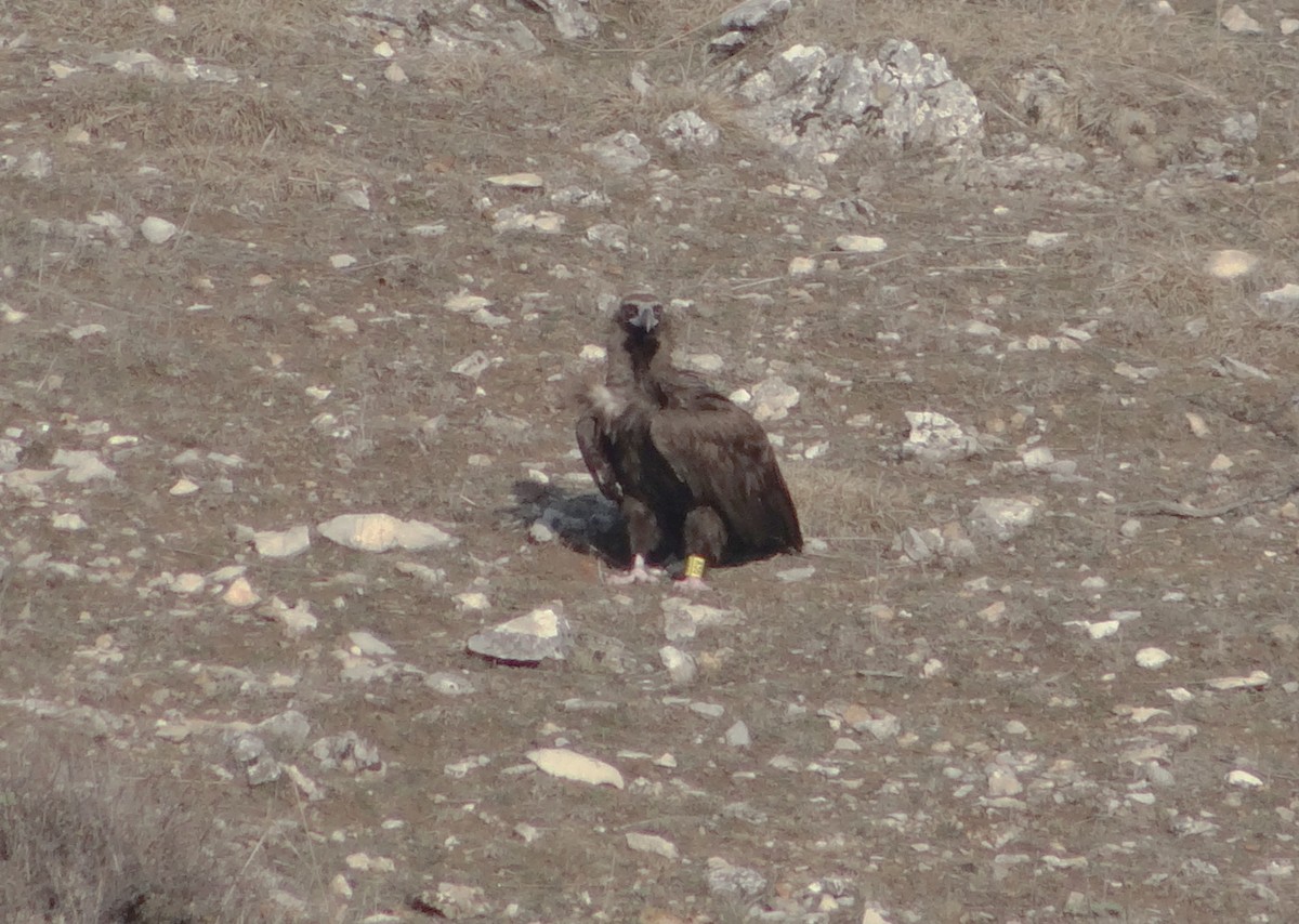 Cinereous Vulture - ML520709061