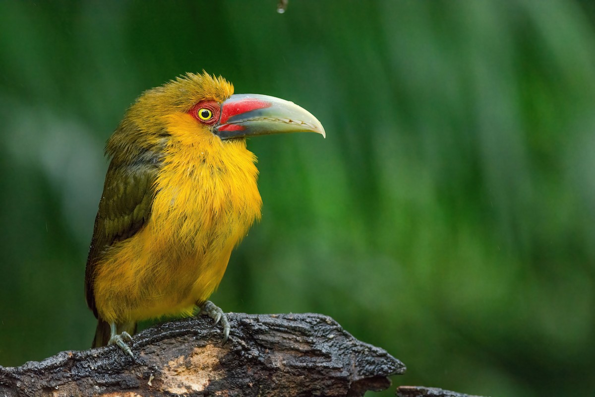 Saffron Toucanet - Marcos Eugênio Birding Guide