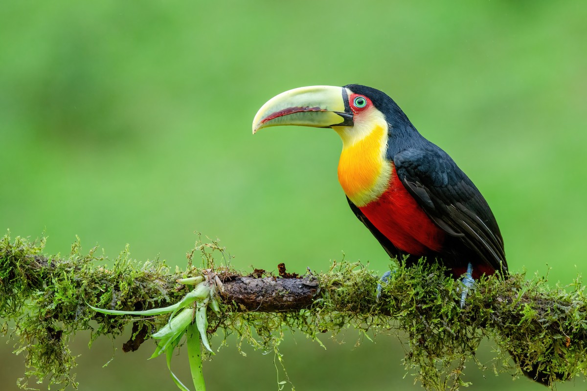 Red-breasted Toucan - ML520710661