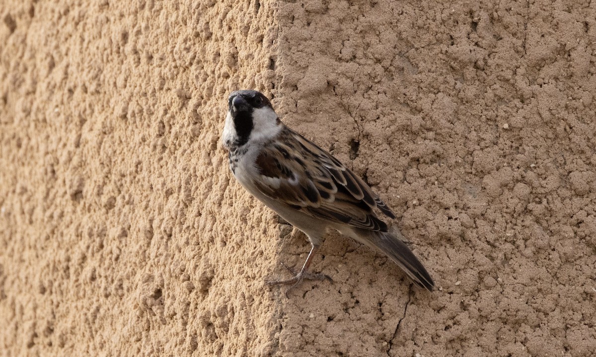 House Sparrow - ML520712271
