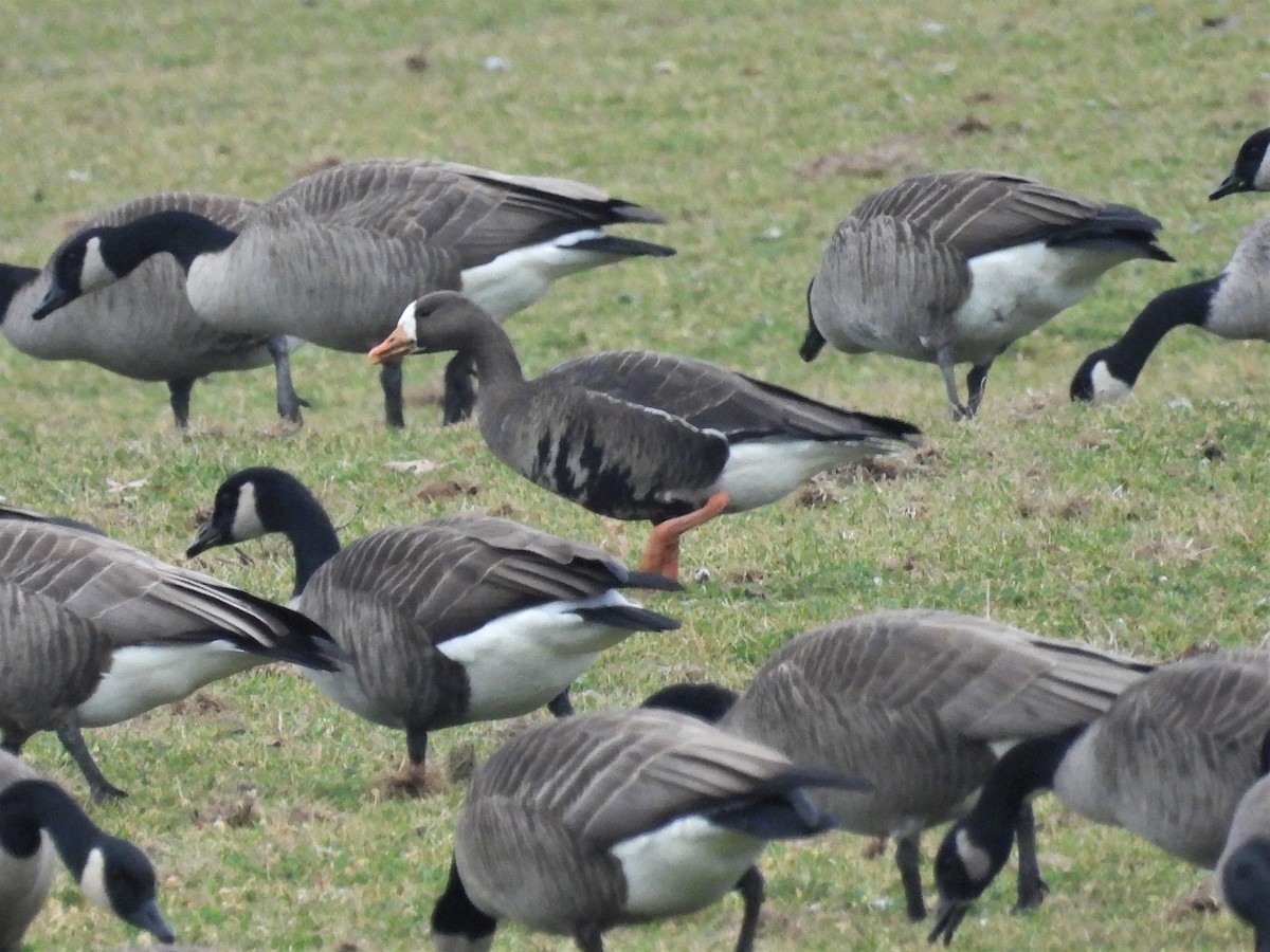 Greater White-fronted Goose - ML520717191