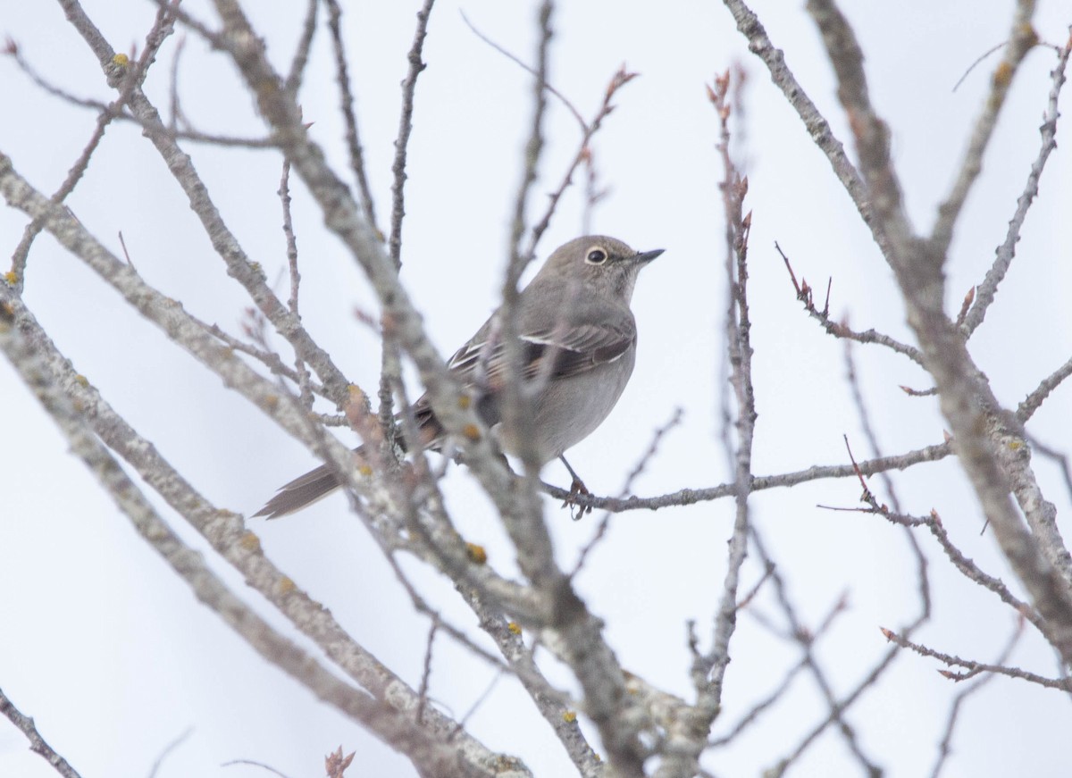 eBird Checklist 2 Jan 2023 KamloopsShuswap Rd 2 species