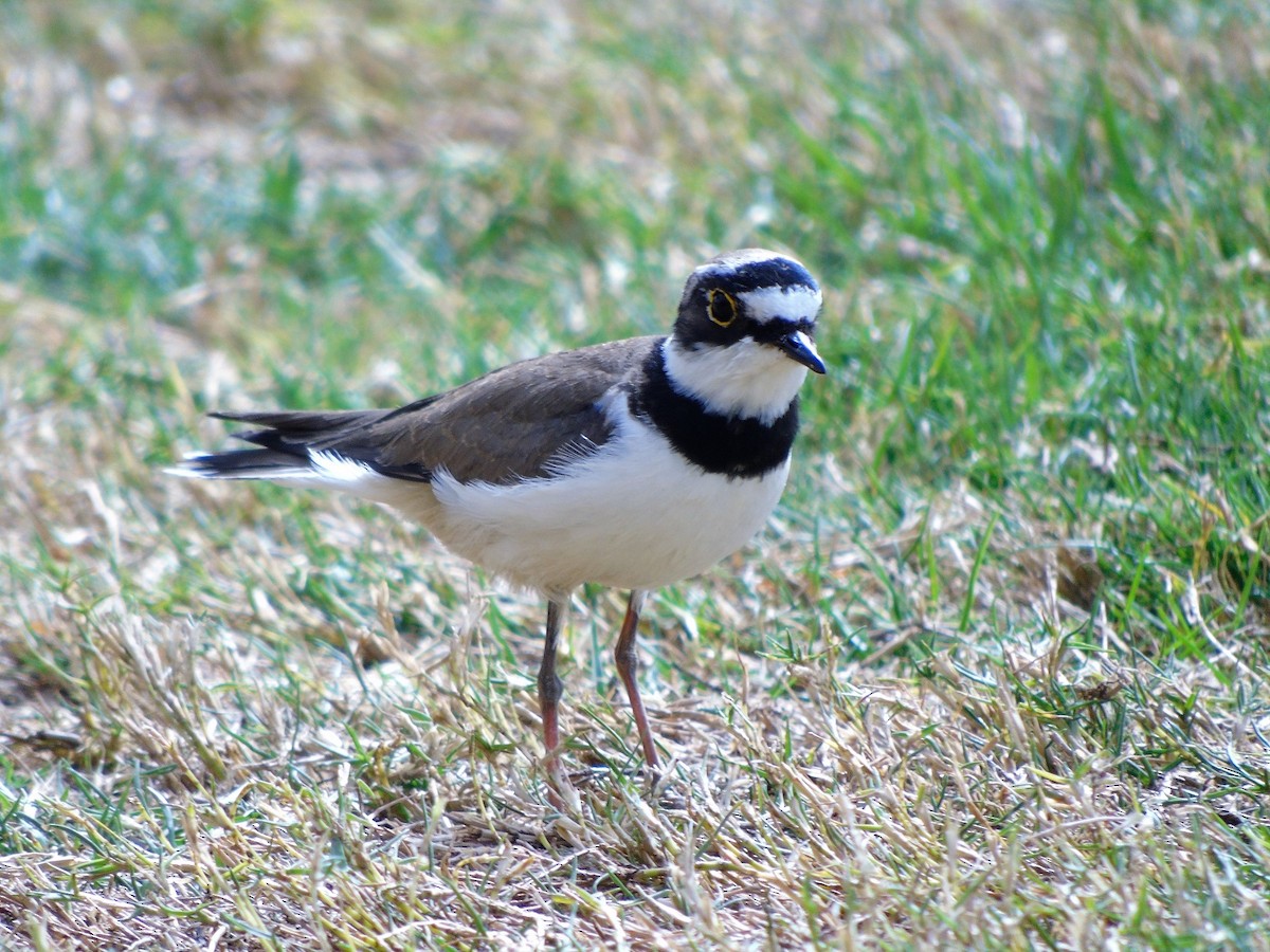 Little Ringed Plover - Carlos Pereira