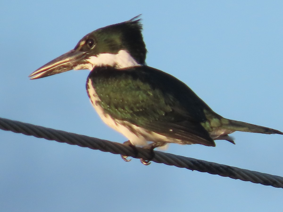 Amazon Kingfisher - katiuska Sicilia
