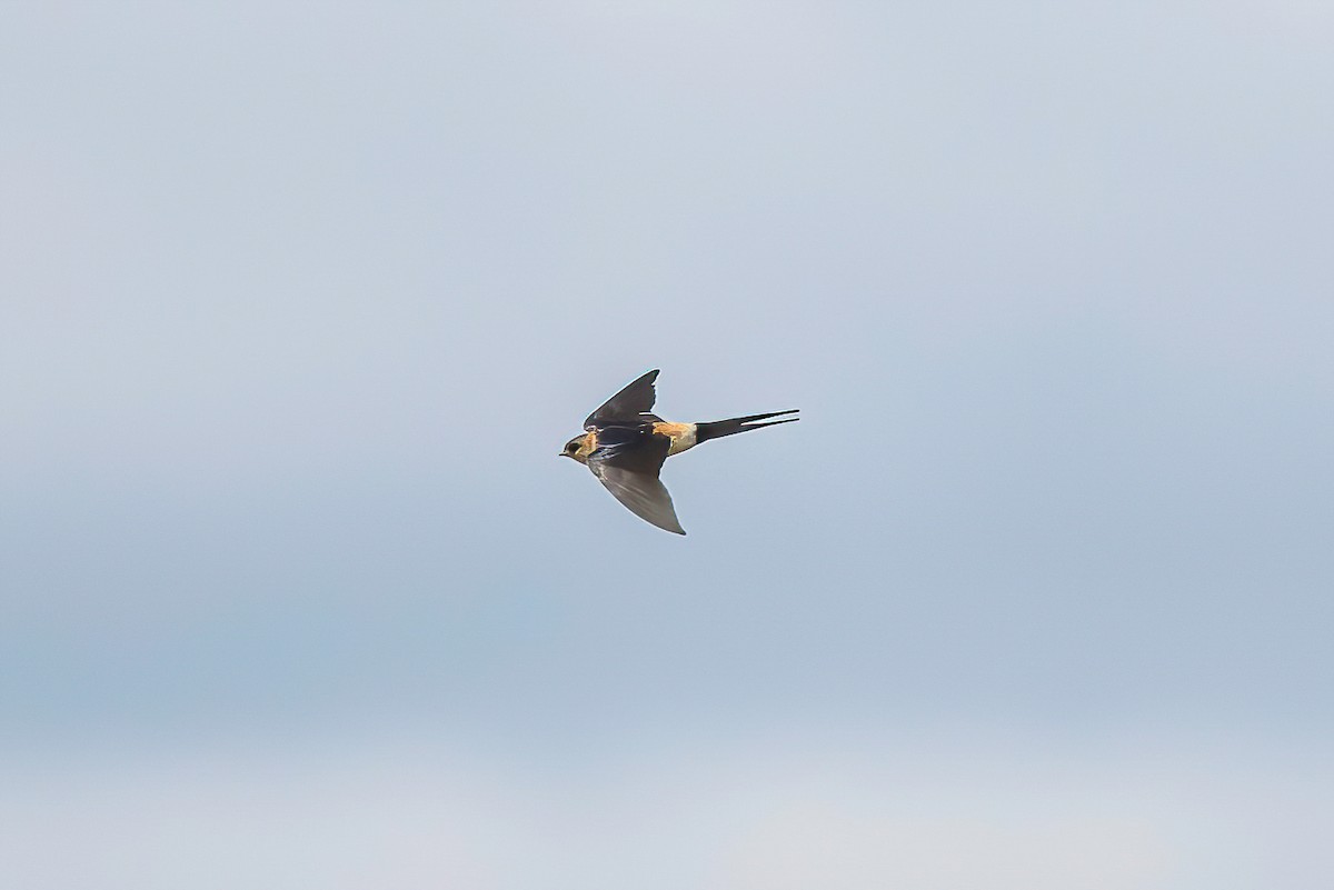 Red-rumped Swallow - ML520720721
