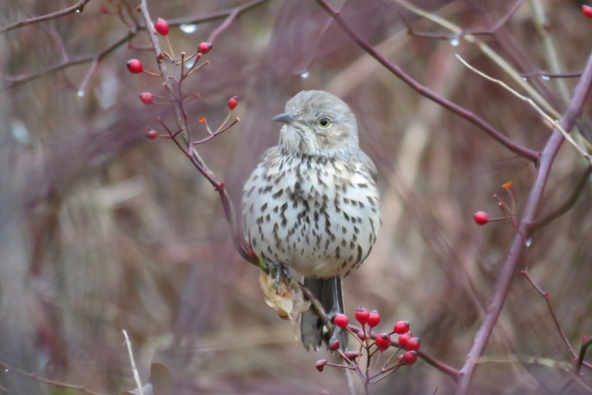 Maine eBird Checklist - 5 Jan 2023 - Gilsland Farm Audubon Center - 15 ...