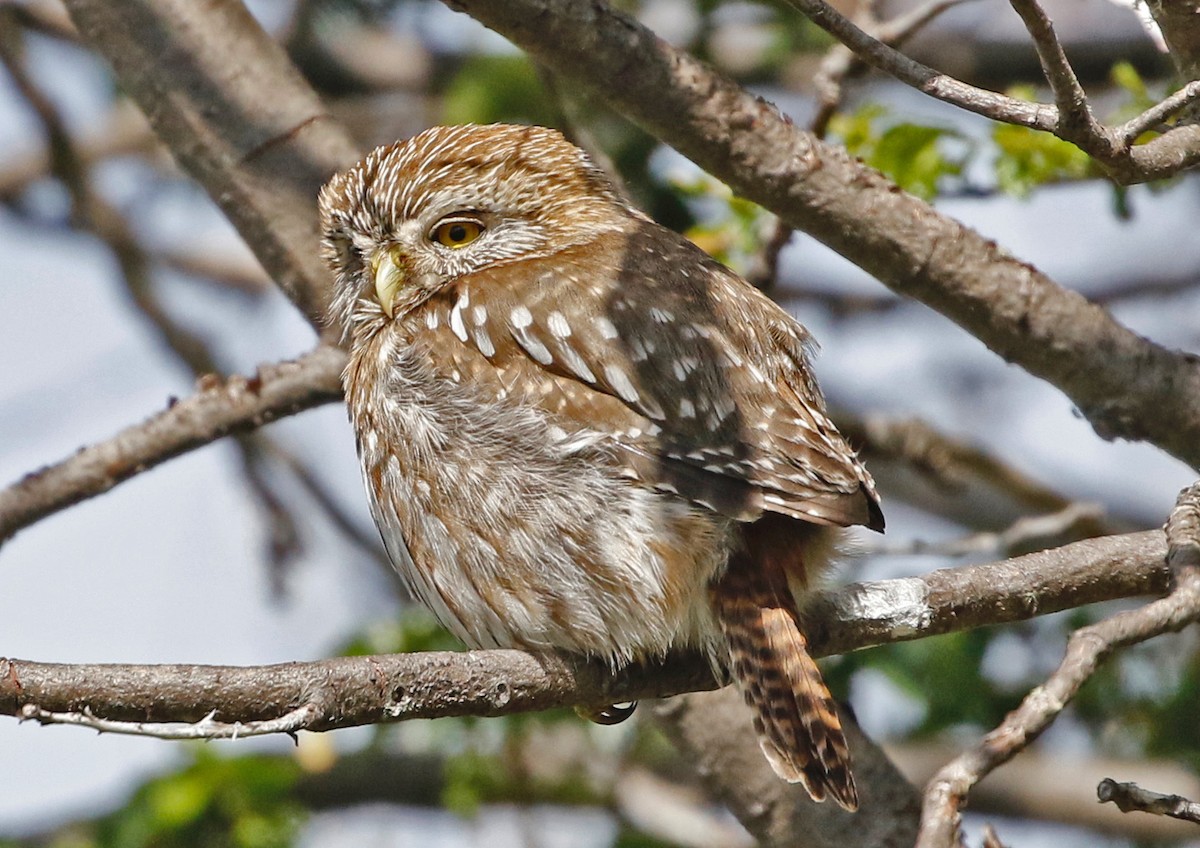 Austral Pygmy-Owl - ML520722121