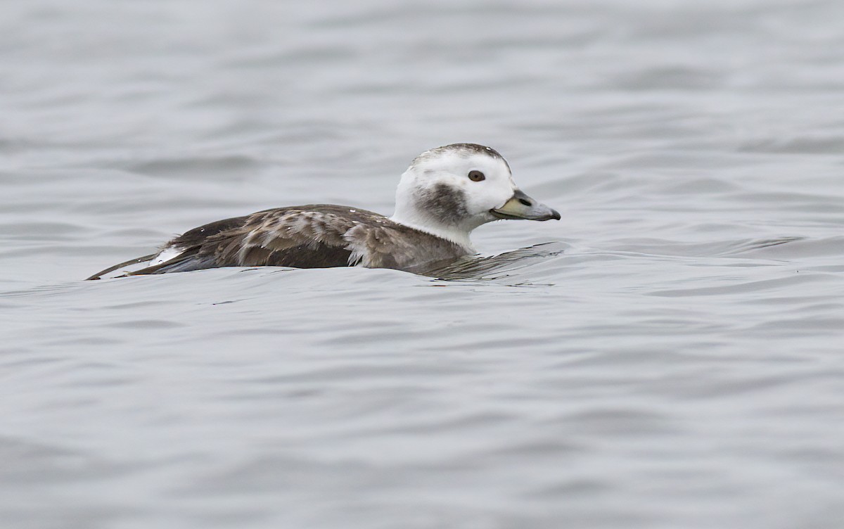 Long-tailed Duck - ML520722221