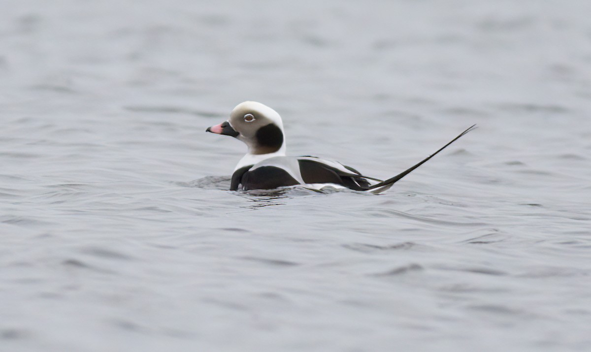 Long-tailed Duck - ML520722231